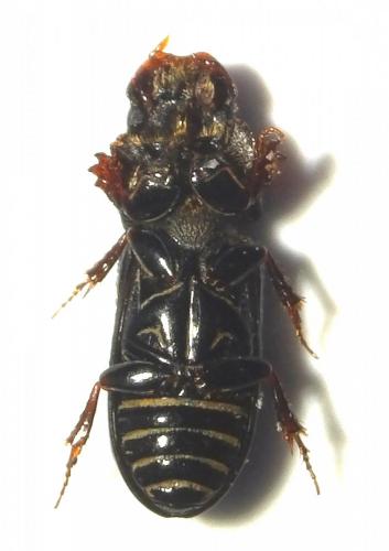 Réf. 237 599 : Pleurophorus caesus